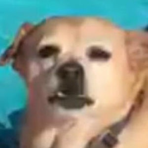 Meet your Posher, Ella